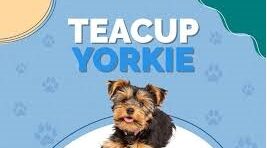 Teacup Yorkie Puppies for sale